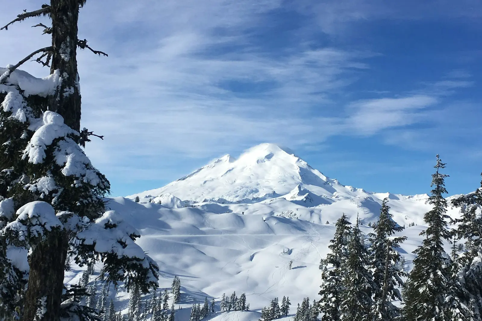 Snowy evergreens and Mt. Baker seen from Heather Meadows at Mt. Baker Ski Area